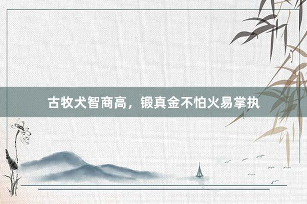 古牧犬智商高，锻真金不怕火易掌执